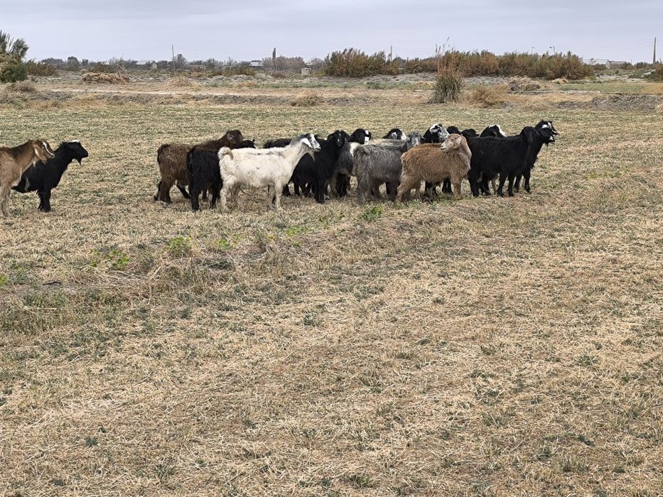 Echkila sotiladi kalshox bugʻuz