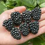 MURE Thornfree Bio