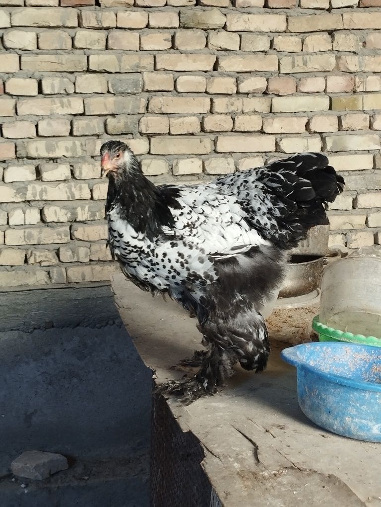 Brama tuxumlari sotiladi