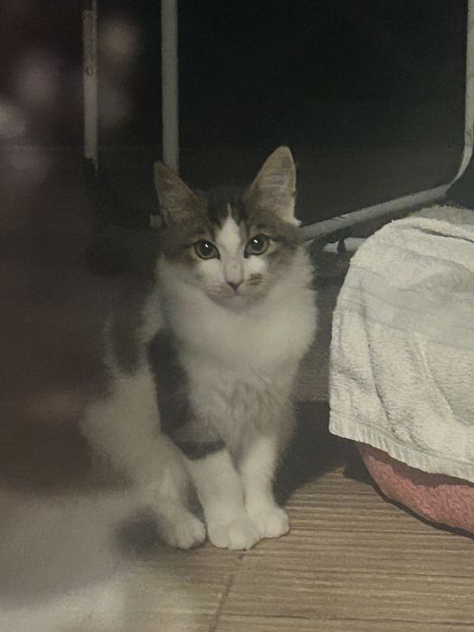 Ofer spre adoptie pui pisica -
