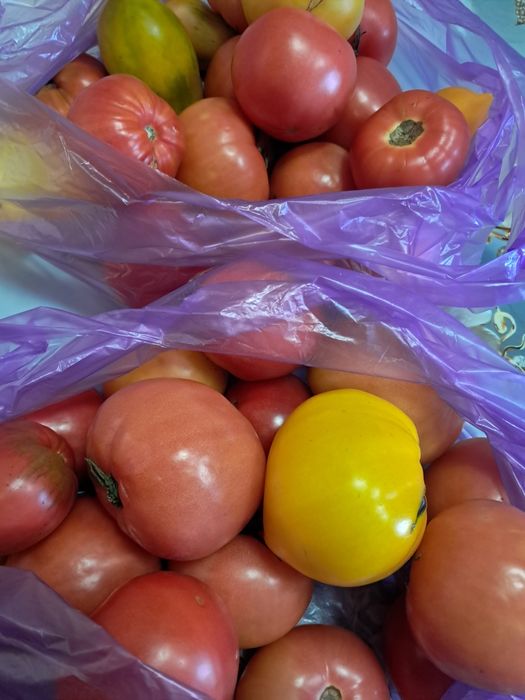 Продам свежие помидоры баклажаны перец