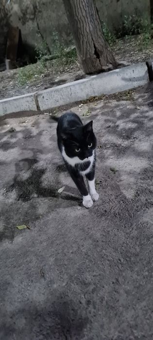 Отдам в добрые руки кота