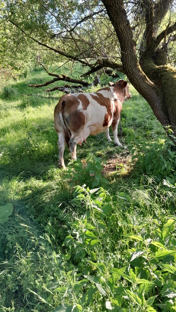 Două vaci gestante