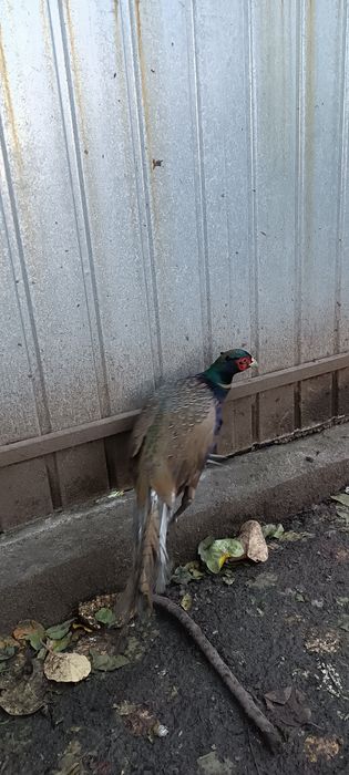 Fazan tânăr de vânzare