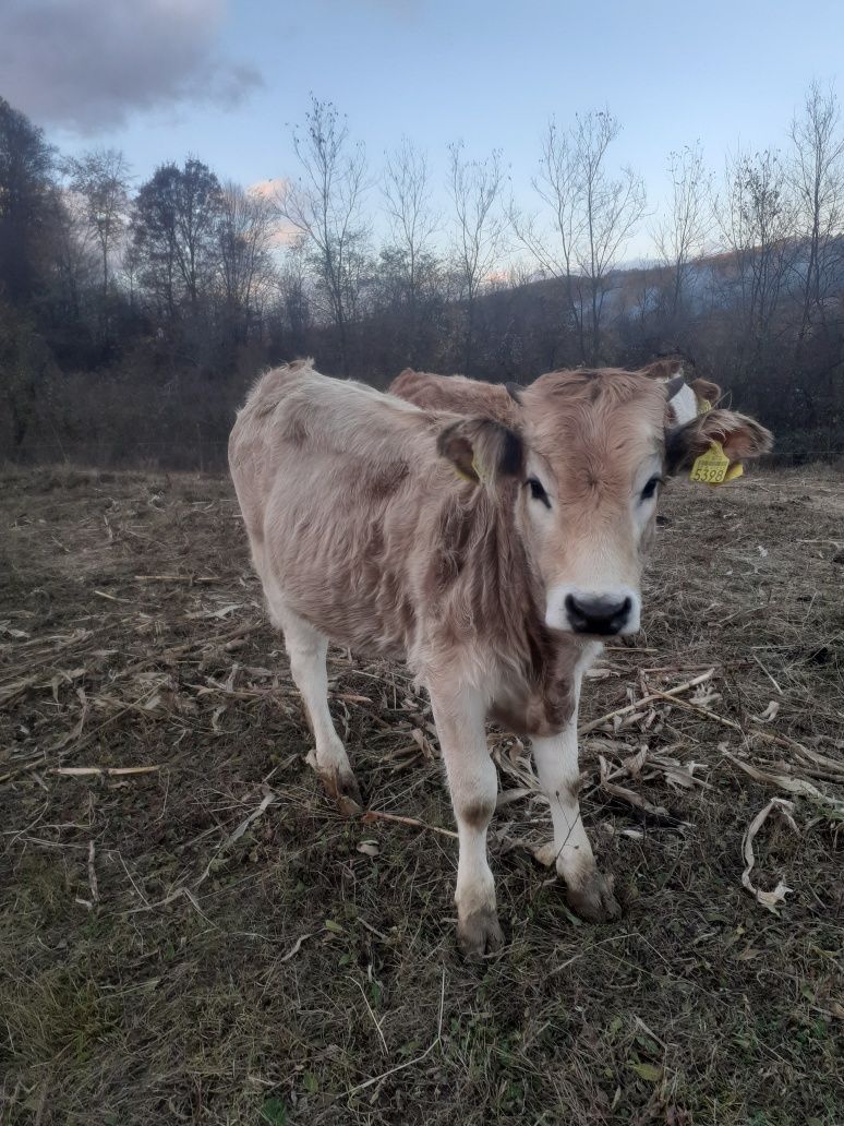 Se vând 5 bovine cu vârsta cuprinsă între 6 și 8 luni