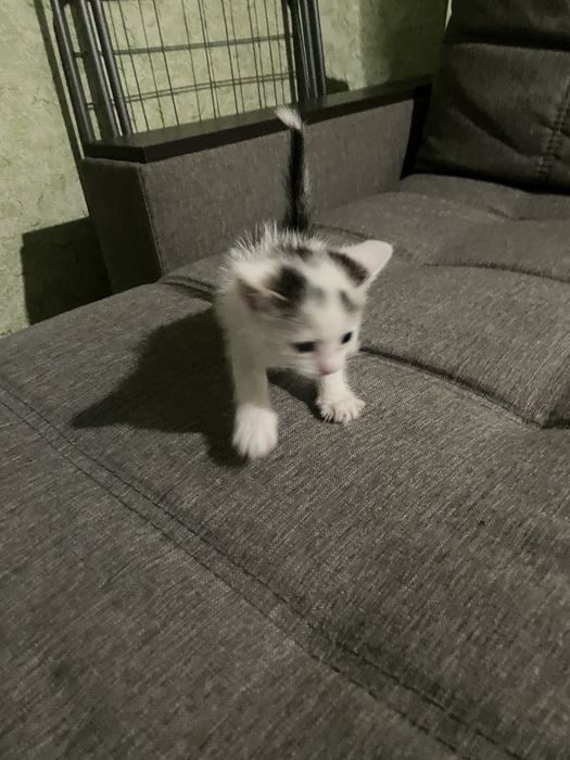 Отдам даром милых котят