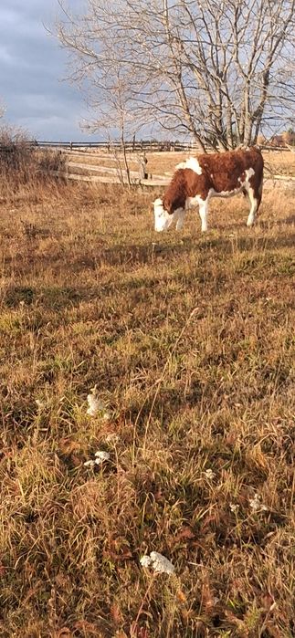 Juninci BR de vânzare