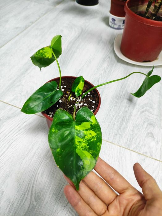 Филодендрон бурле Макс