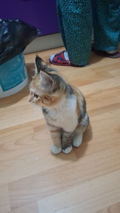 Ишем хороших хозяина