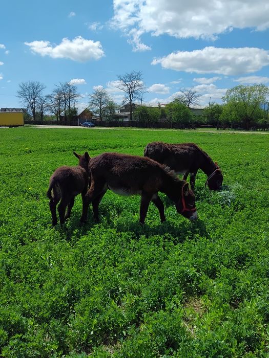 Vând Lapte de magarita