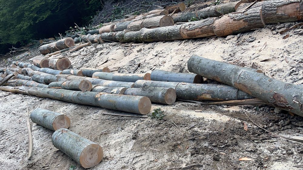 Vând lemne transport inclus!!!