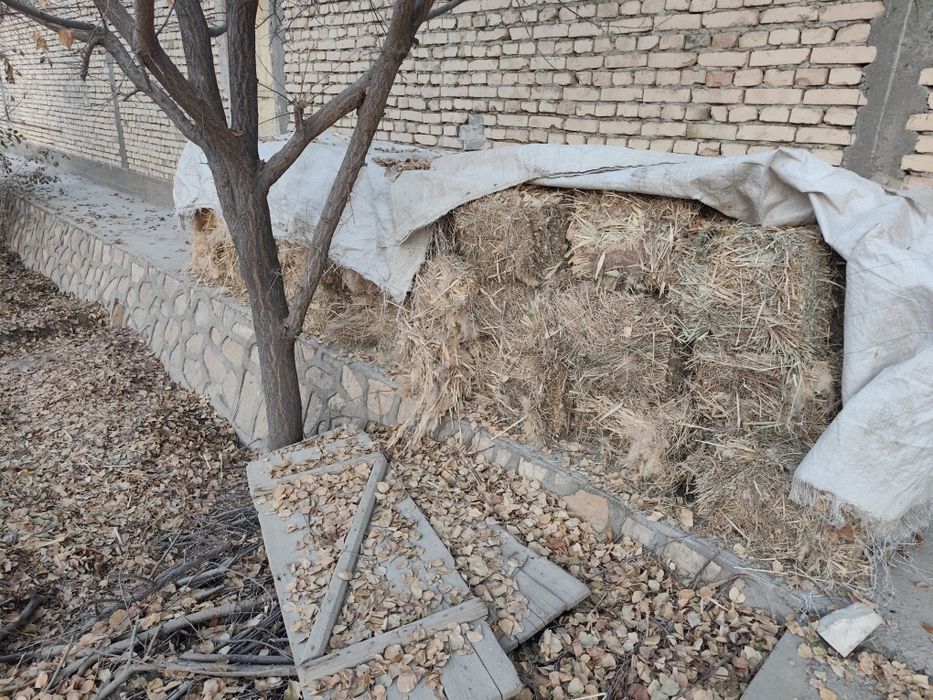 Beda va drushta sotiladi