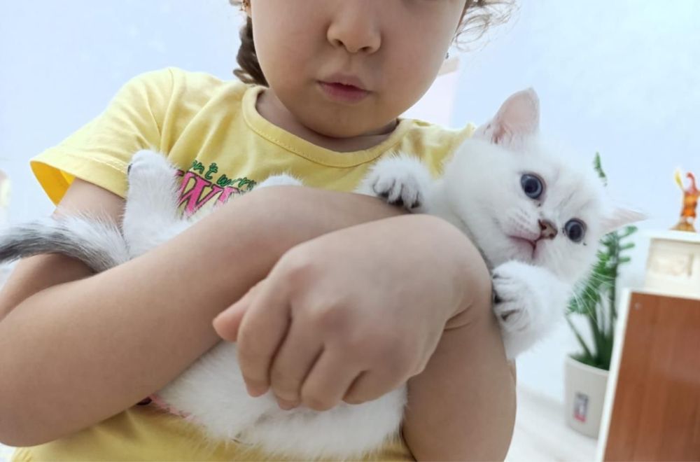 Шотландская шиншилла