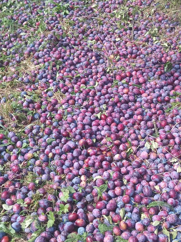 Vând prune proaspete culese la sac