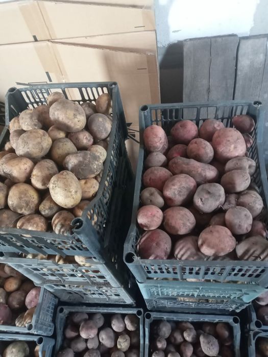 Продам картофель домашний
