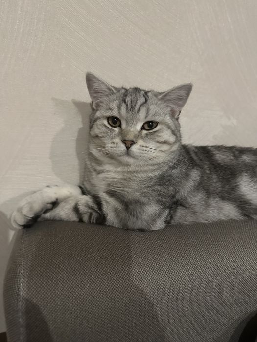 Вислоухие шотландцы