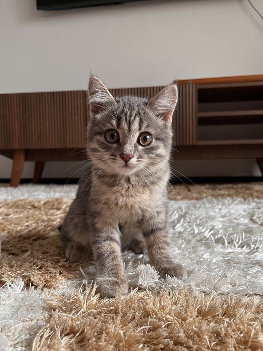 Отдам котенка в добрые  руки