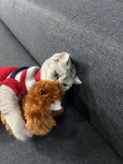 Ismi  dudu soglom kafolatlangan