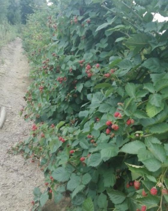 Butasi de mur soiul tronfree soi fără spinii