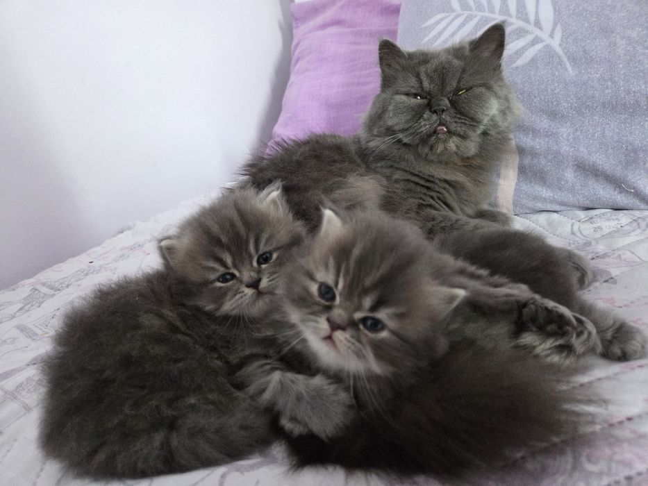 Персийски котета