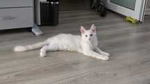 Felisă autorizată vinde Maine Coon cu pedigree