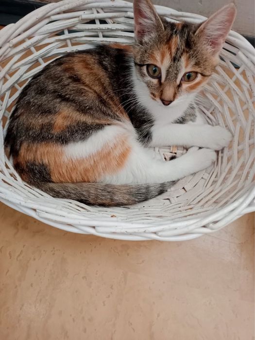 Котенок/девочка/