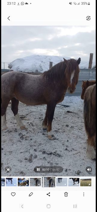 Полутяж Айғырмен   Тай сатамыз