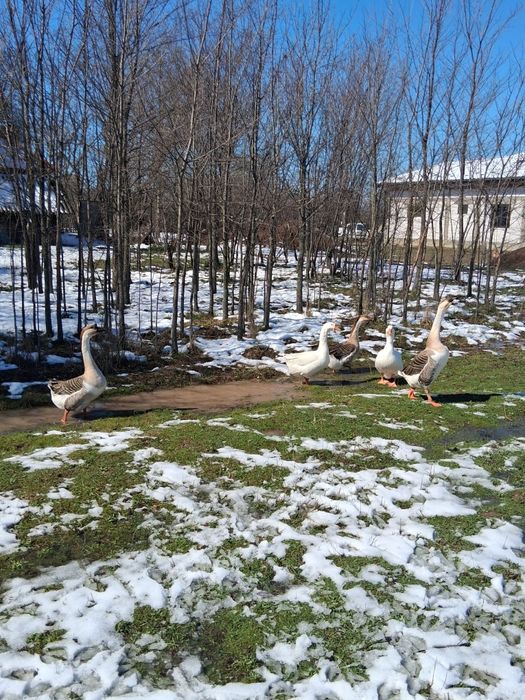 Vind doi gîscani TOULOUSSE