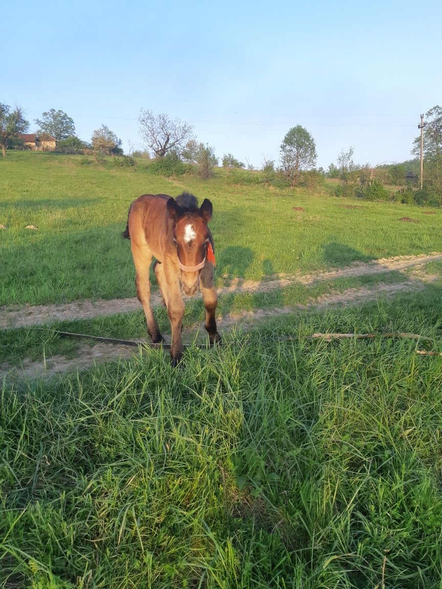 Iapa de vanzare si manza