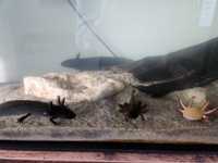 Axolotl Axelotl Axeloti vanzare Bucuresti