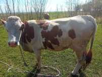 Vaca  de vanzare