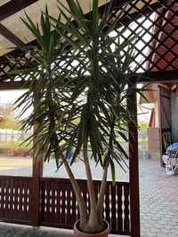 vând planta yucca