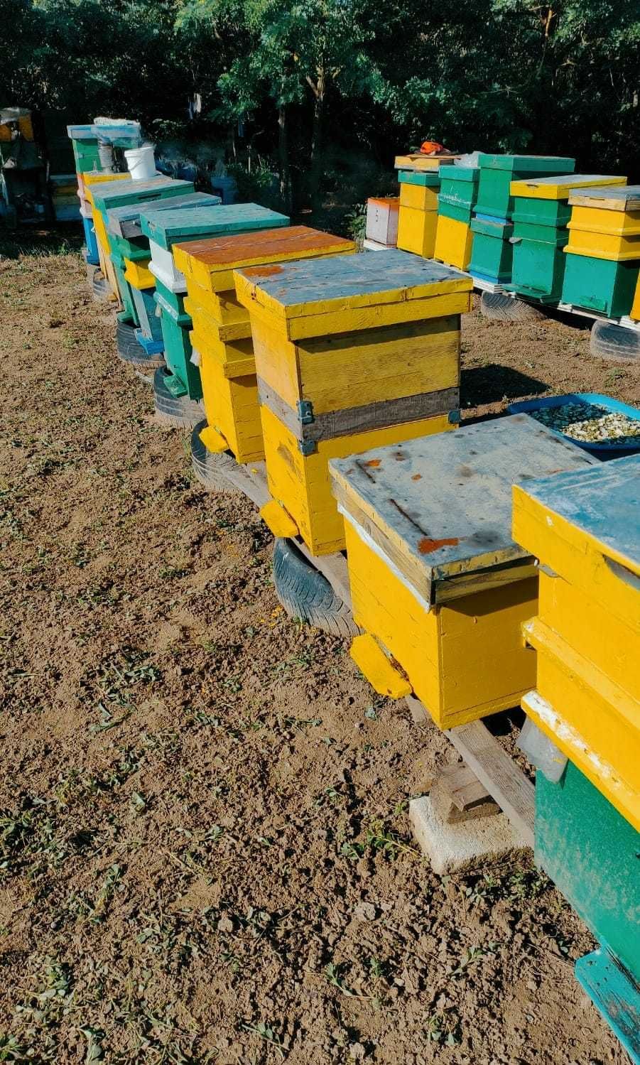 VAND 5 familii de albine | Centrifuga - pe 4 Rame | Cutii + caturi