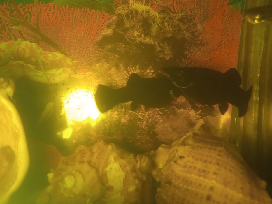 Продам моллинезий по 200 тг.