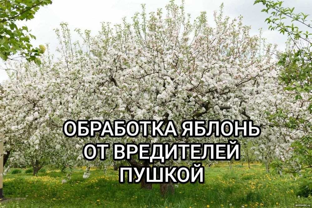 Бытовая химия д.е.з.и.н.фе.к.ц.и.я. обработка яблонь деревьев пушкой
