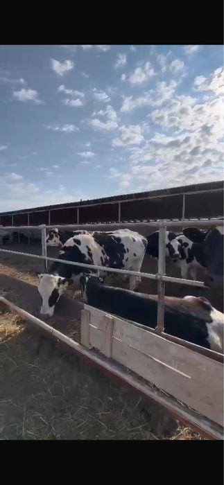 Голштейны коровы