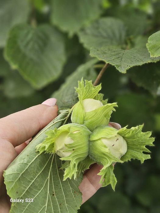 Aluni Valcea 22, tonda romana, diferite soiuri cu fructe mari Oferta