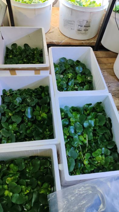 Zambile si salata de apa.