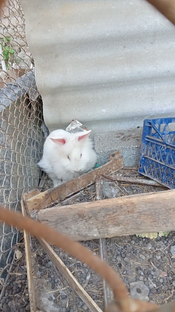 Quyonlar bor dekarativni va goshtbop