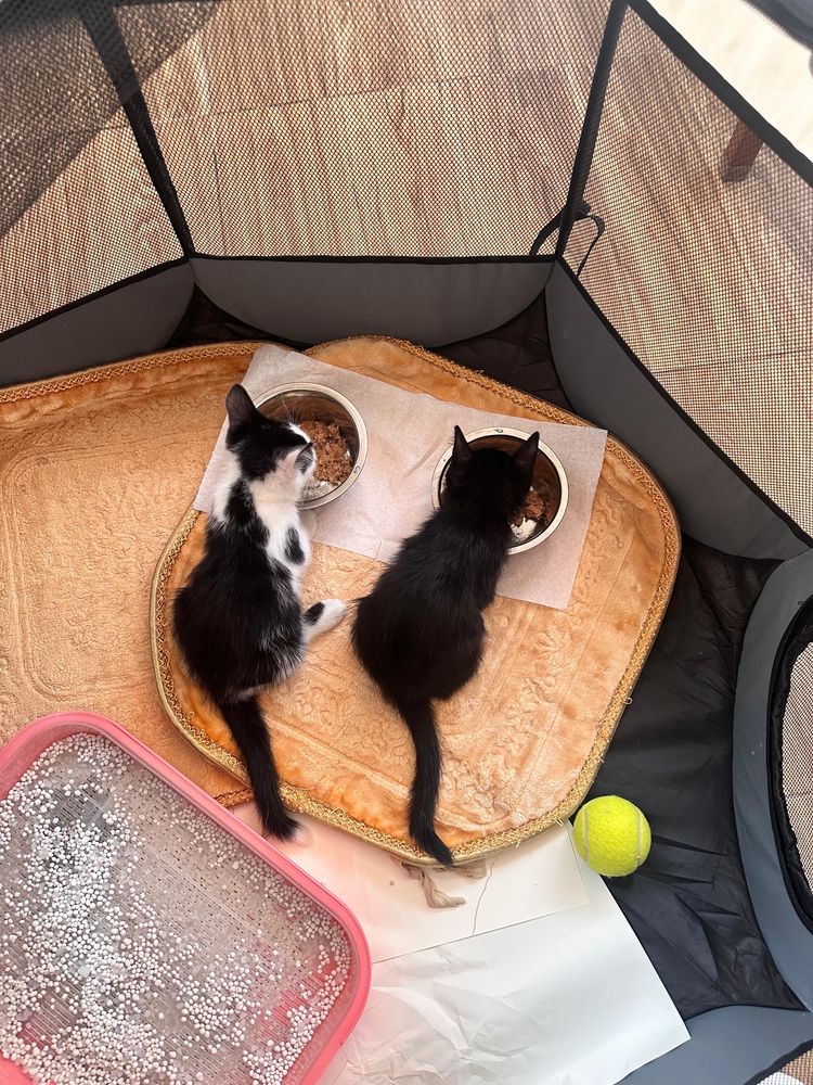 Без Кота и жизнь не та! Два Кота. Мальчики.