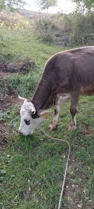Vând vacă cu lapte.