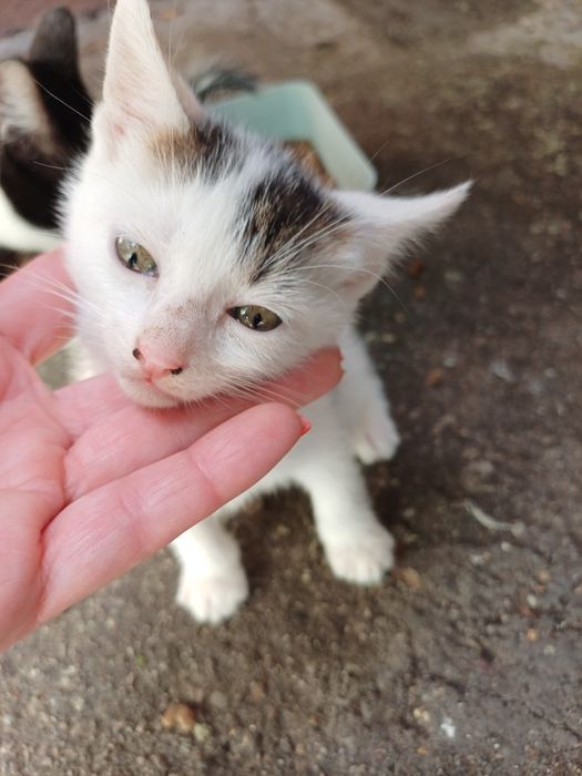 Подарявам сладки котета на 1 месец