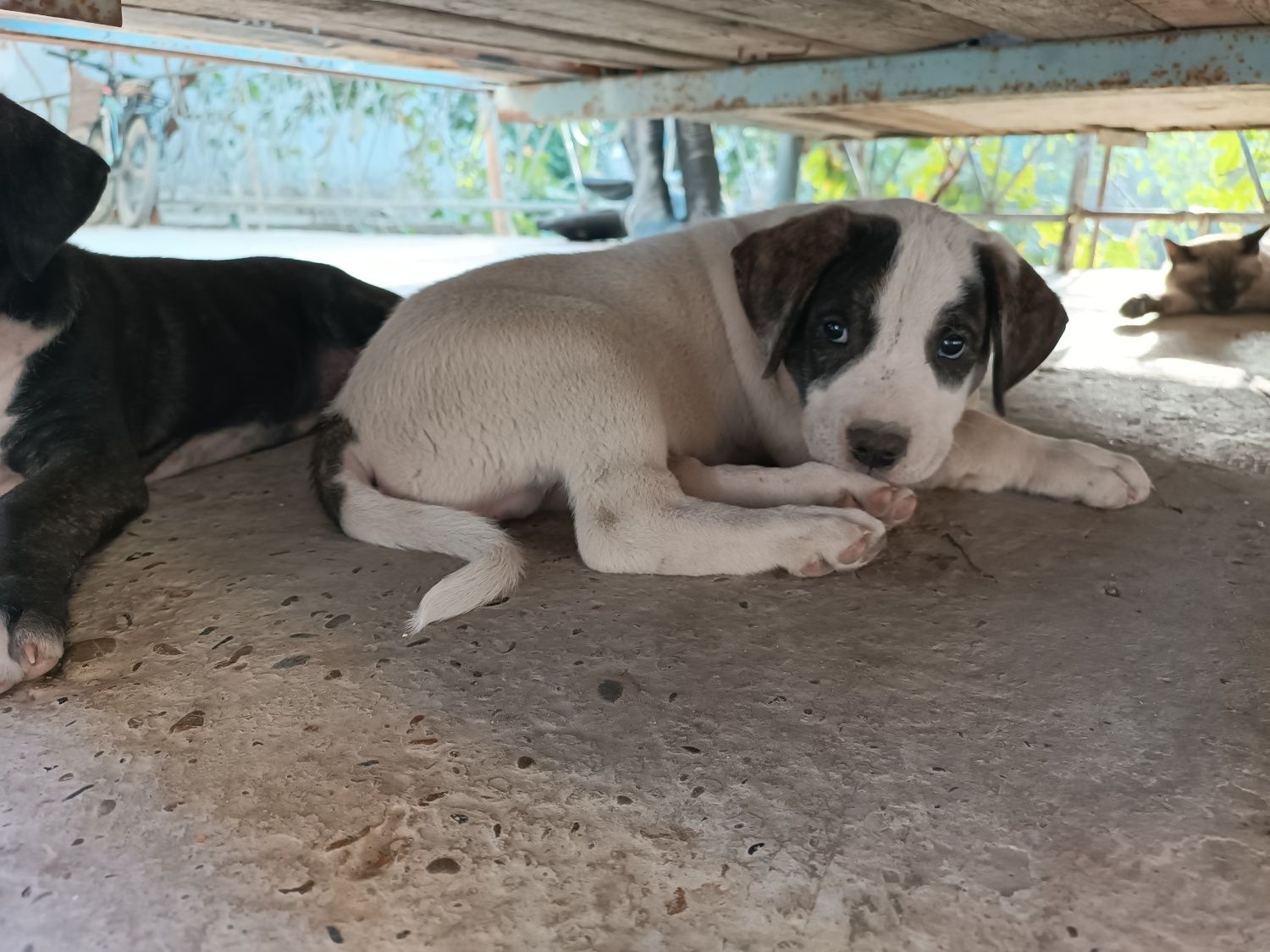 Pitbull kuchuklar ayol va erkak 2 oylik