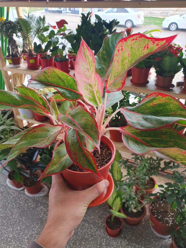 Aglonema Аглонема