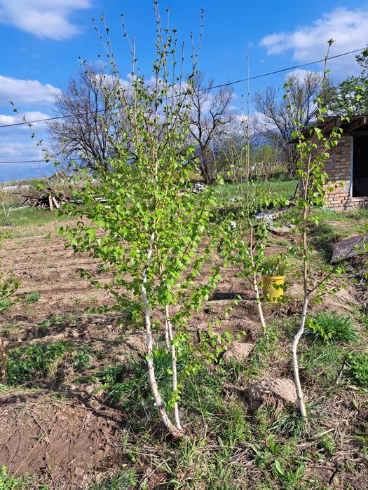Продам березы,и голубые ели до 5 метров