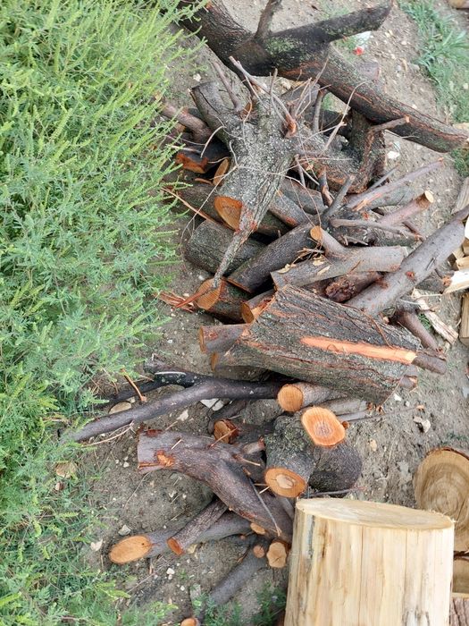 Vind lemne amestecate plop și corcodușe