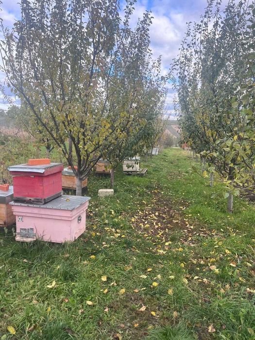 Vand 10 Familii de albine