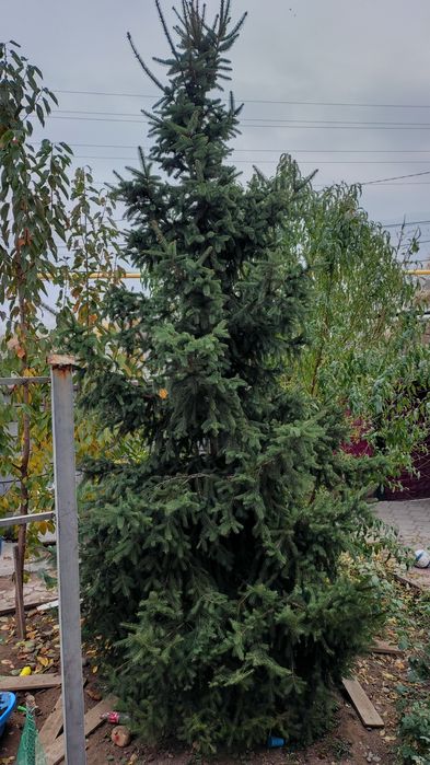 Елка, ель более 5 м для посадки