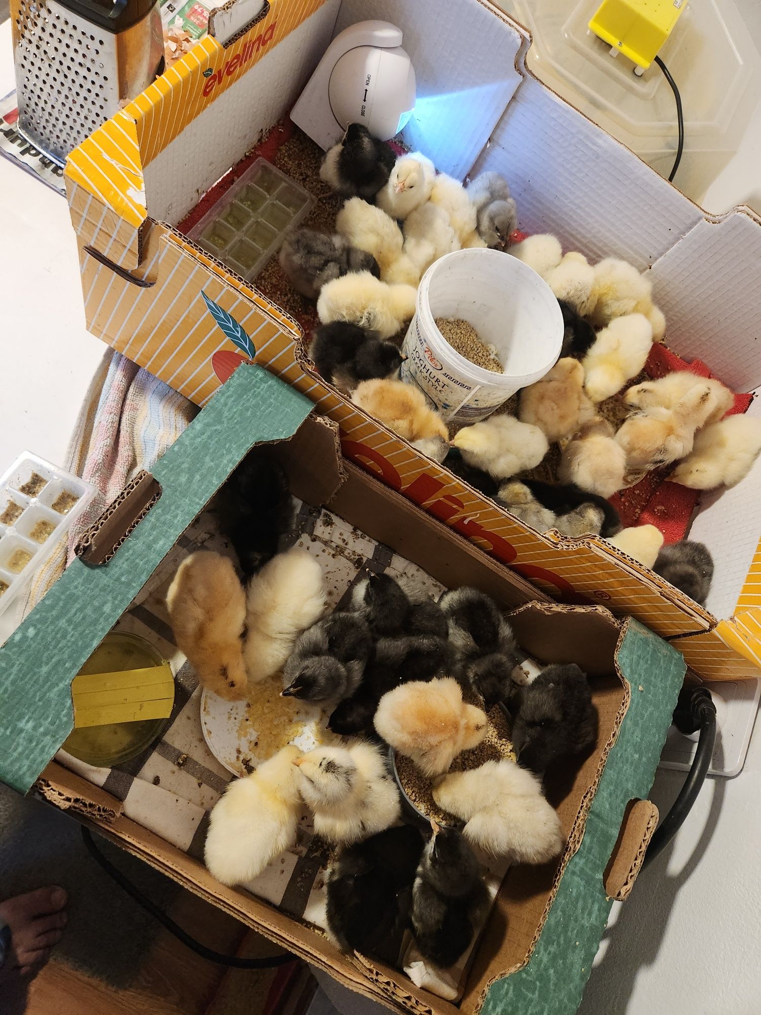Pui AUSTRALORP dar și alte rase selectate de o săptămână