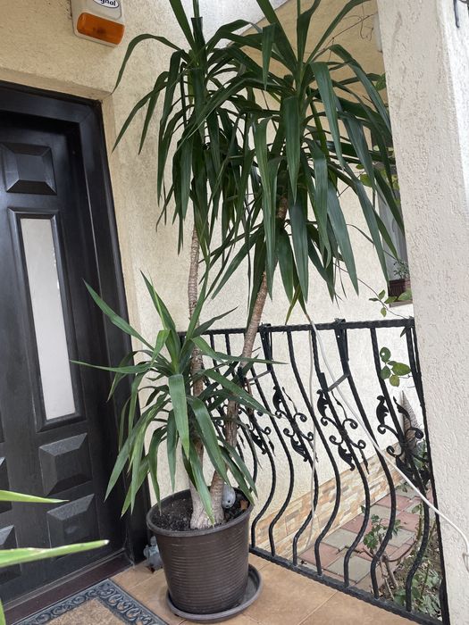 Vand Yucca 2,5m superba